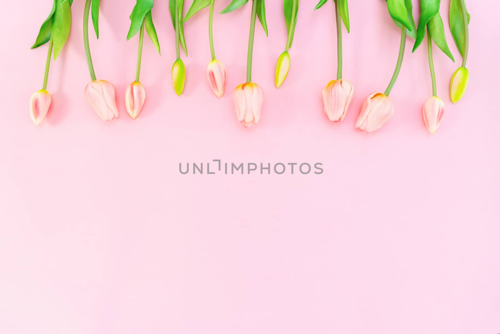 Valentine's Day composition. Tulip flowers on pink background. Valentine's day, Mother's day concept. Flat lay, top view, copy space