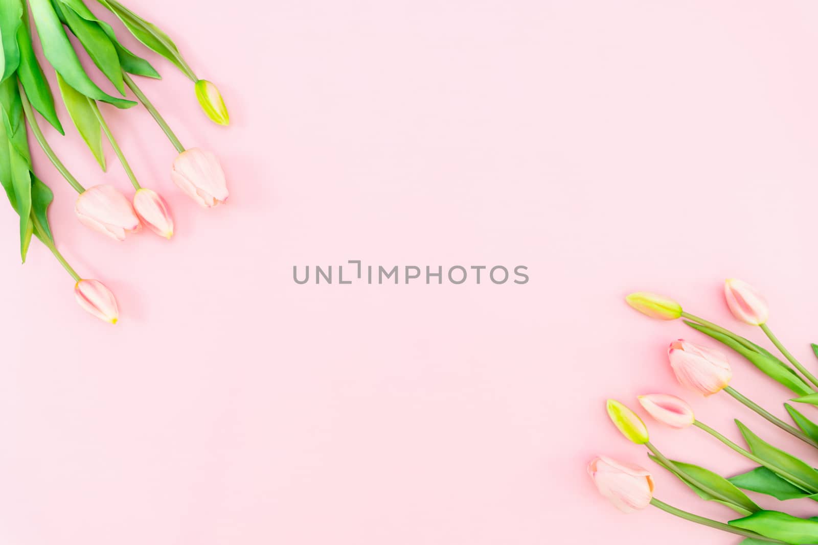 Valentine's Day composition. Tulip flowers on pink background. Valentine's day, Mother's day concept. Flat lay, top view, copy space
