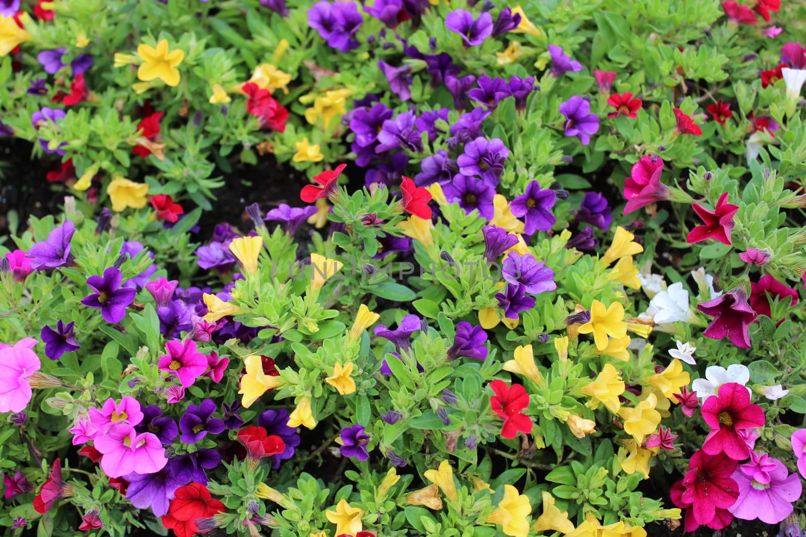The picture shows colorful calibrachoa plants in the garden