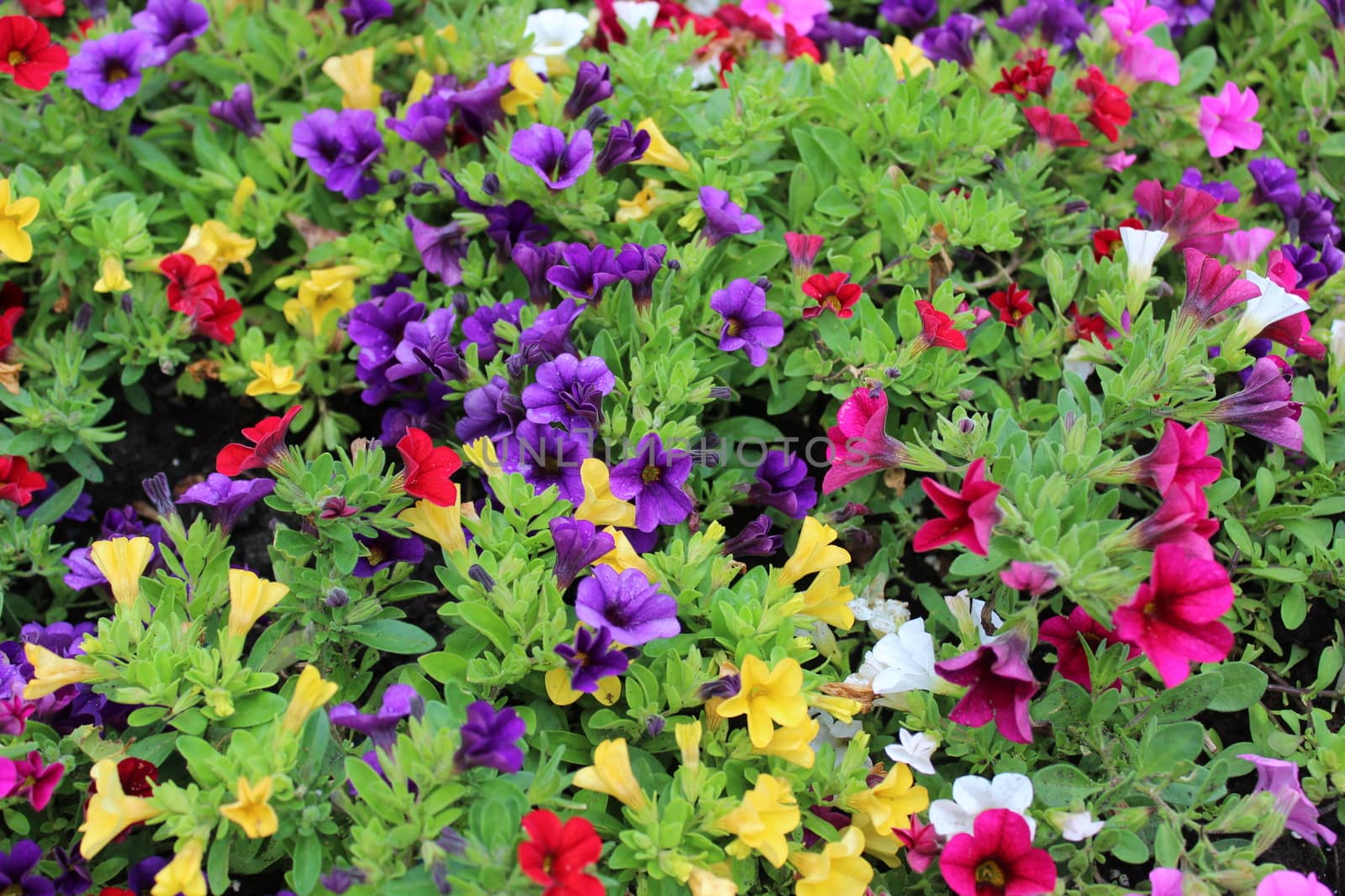 colorful calibrachoa plants in the garden by martina_unbehauen