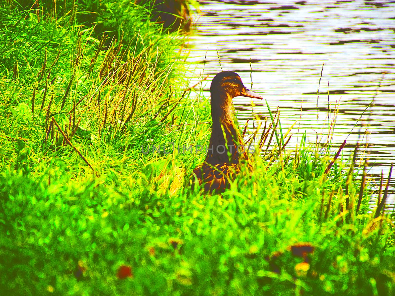 one duck sits on the bank of the grass with its neck stretched out and looks at the pond toning