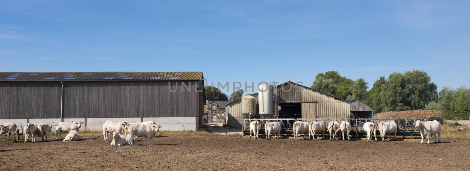 white cows and old farm near boulogne in french normandy on sunny summer day