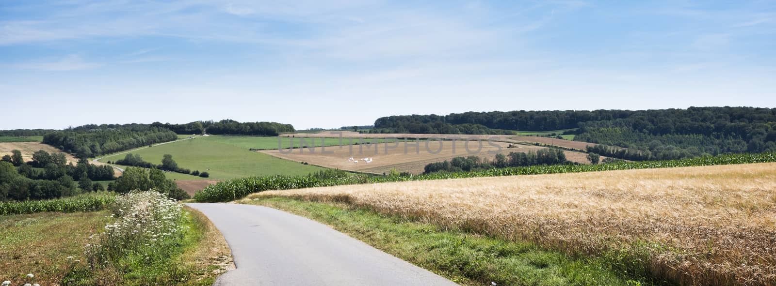 cornfields and meadows under blue sky in french pas de calais near boulogne in summer