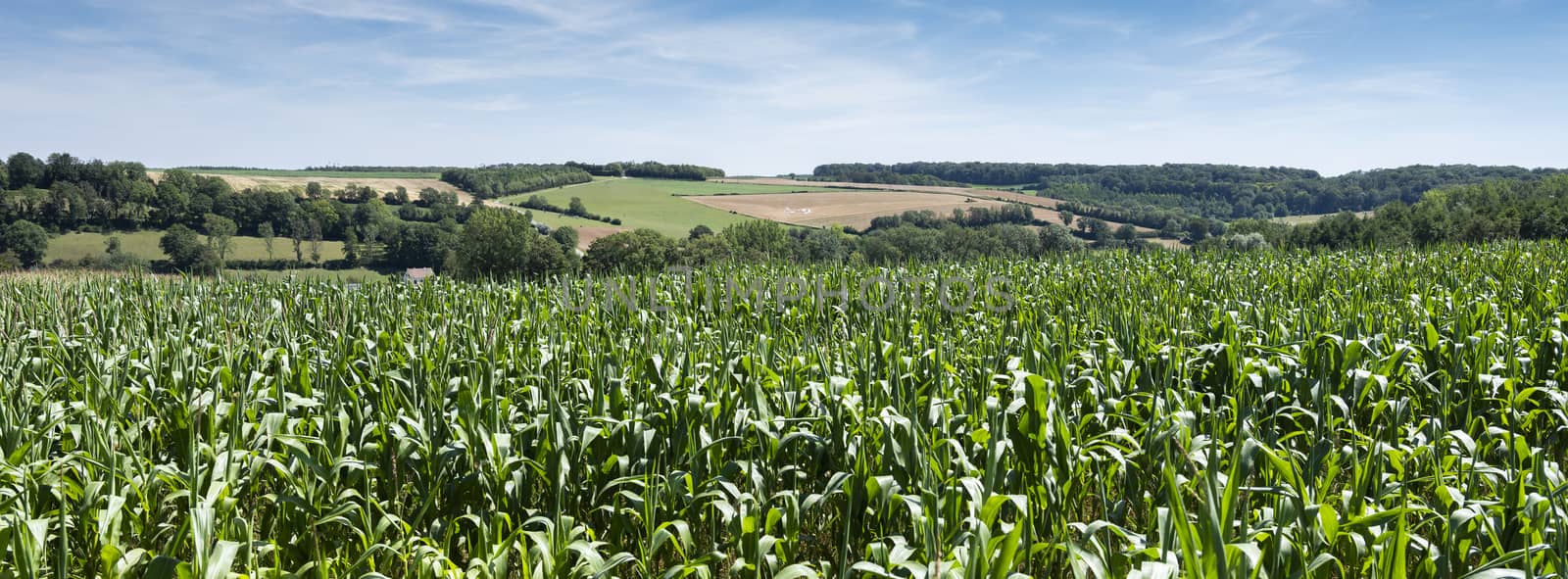 cornfields and meadows under blue sky in french pas de calais near boulogne by ahavelaar