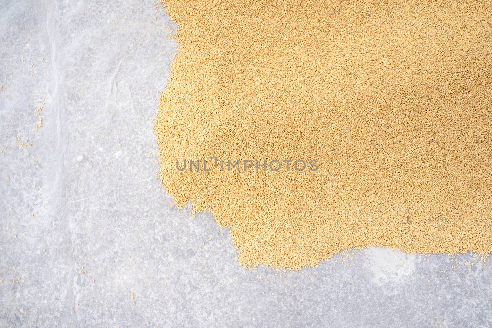 Raw rice crop exposured with sunlight on a white cotton cloth ou by ROMIXIMAGE