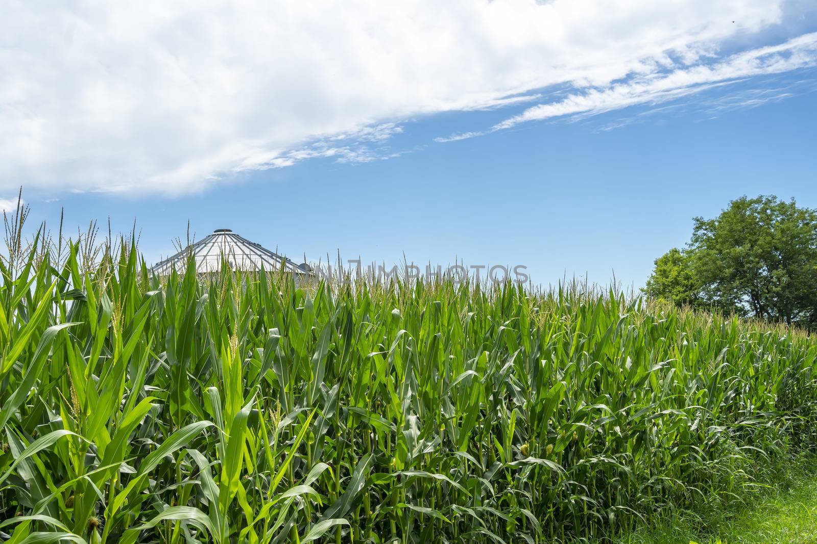 Green field of young corn in the American Midwest