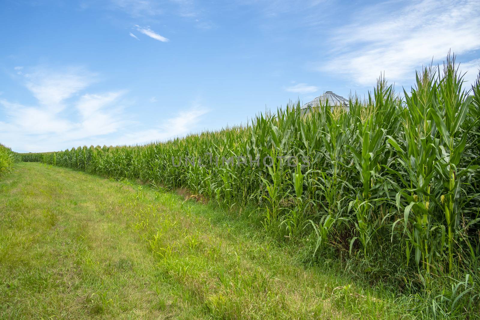 Green field of young corn in the American Midwest