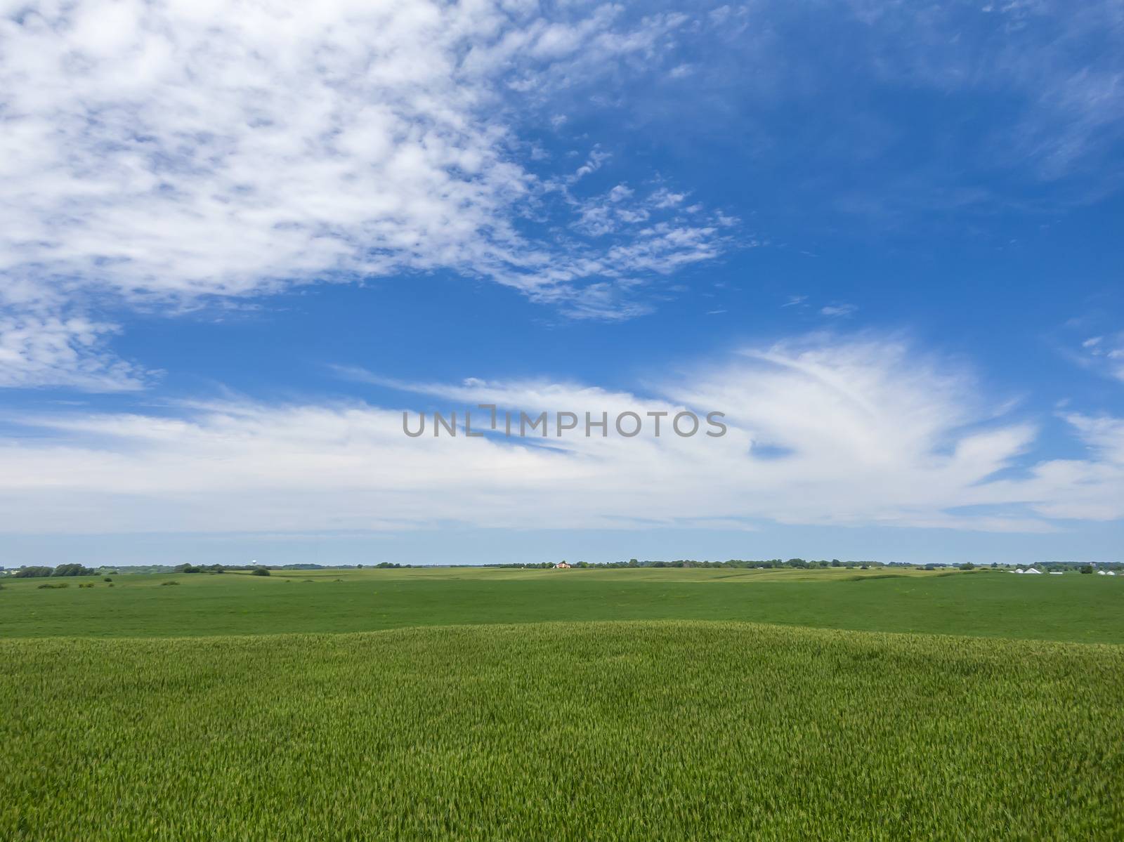 Green field of young corn in the American Midwestdefault