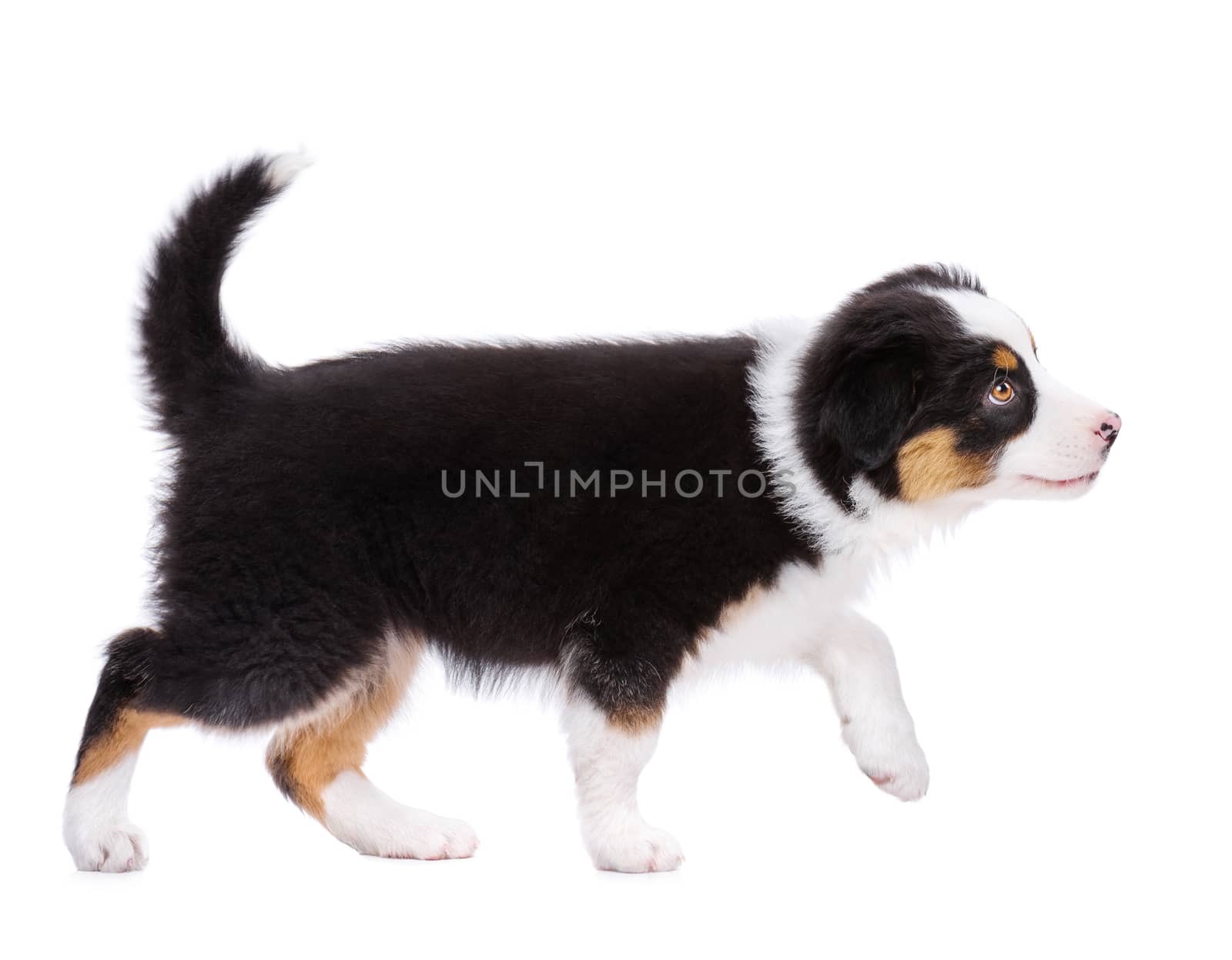 Playful Australian Shepherd purebred puppy, 2 months old looking away. Happy black Tri color Aussie dog, isolated on white background.