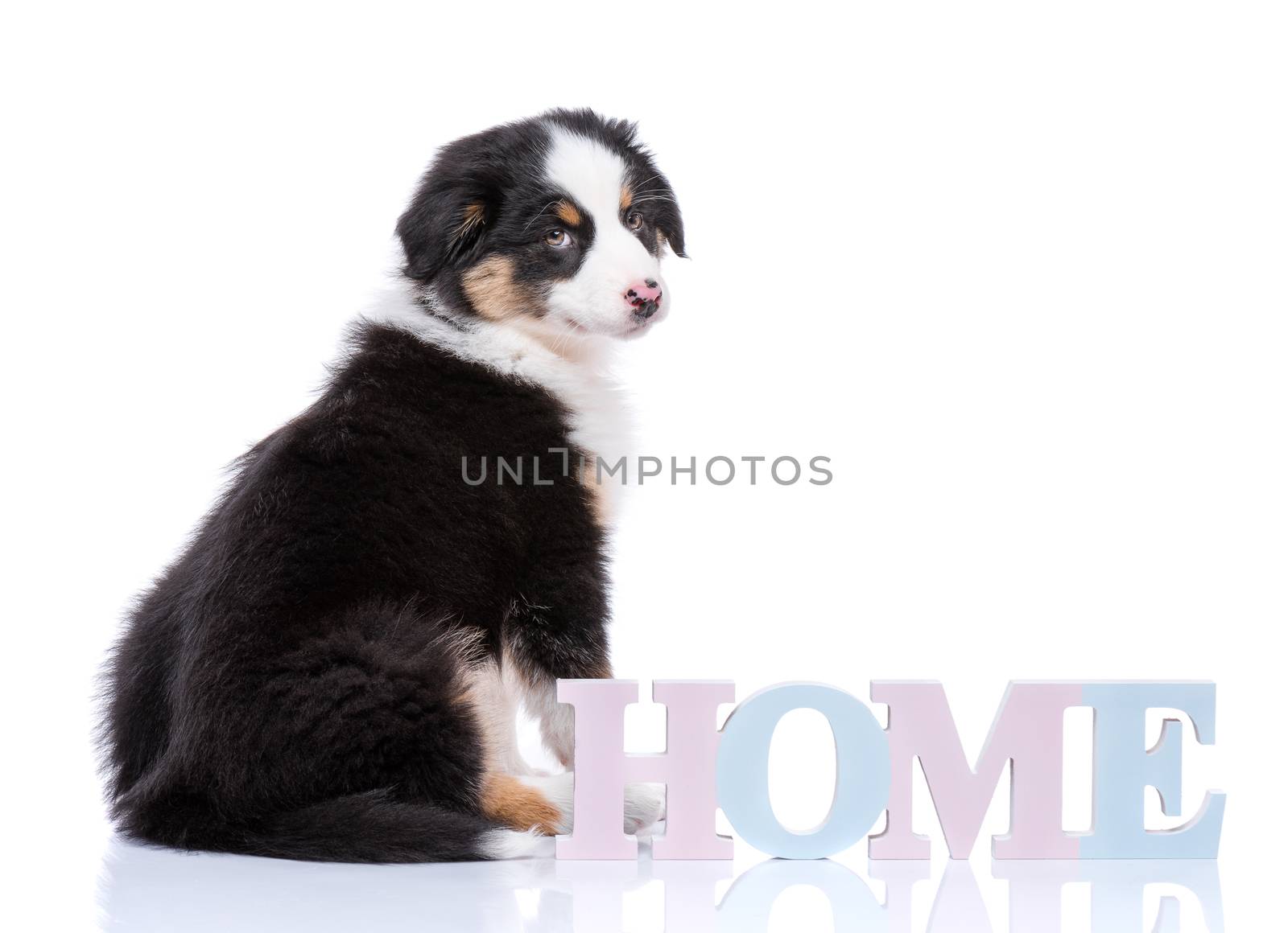 Beautiful Australian Shepherd purebred puppy, 2 months old with Home word. Happy black Tri color Aussie dog, isolated on white background.