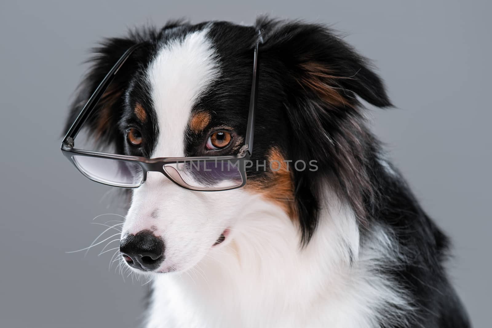 Australian Shepherd dog on gray by fotostok_pdv