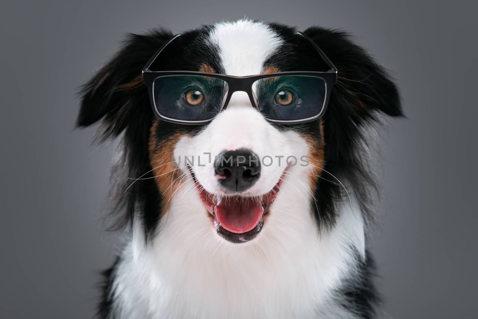 Close up portrait of cute young Australian Shepherd dog with eyeglasses on gray background. Beautiful adult Aussie, looking at camera.