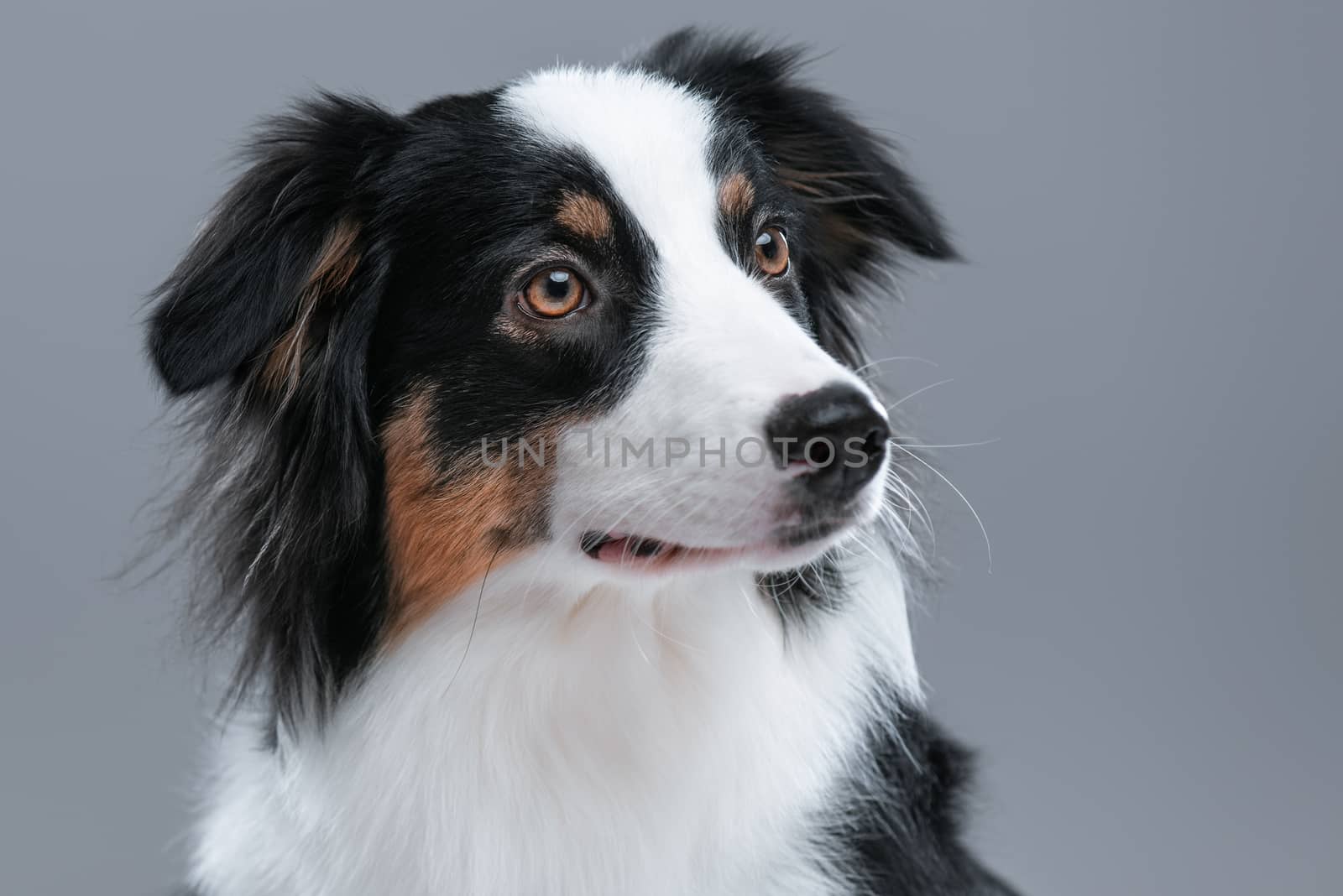 Close up portrait of cute young Australian Shepherd dog on gray background. Beautiful adult Aussie, looking away.