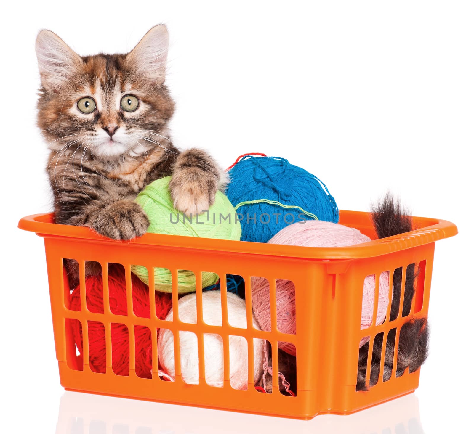 Cute kitten with clews of thread, isolated on white background