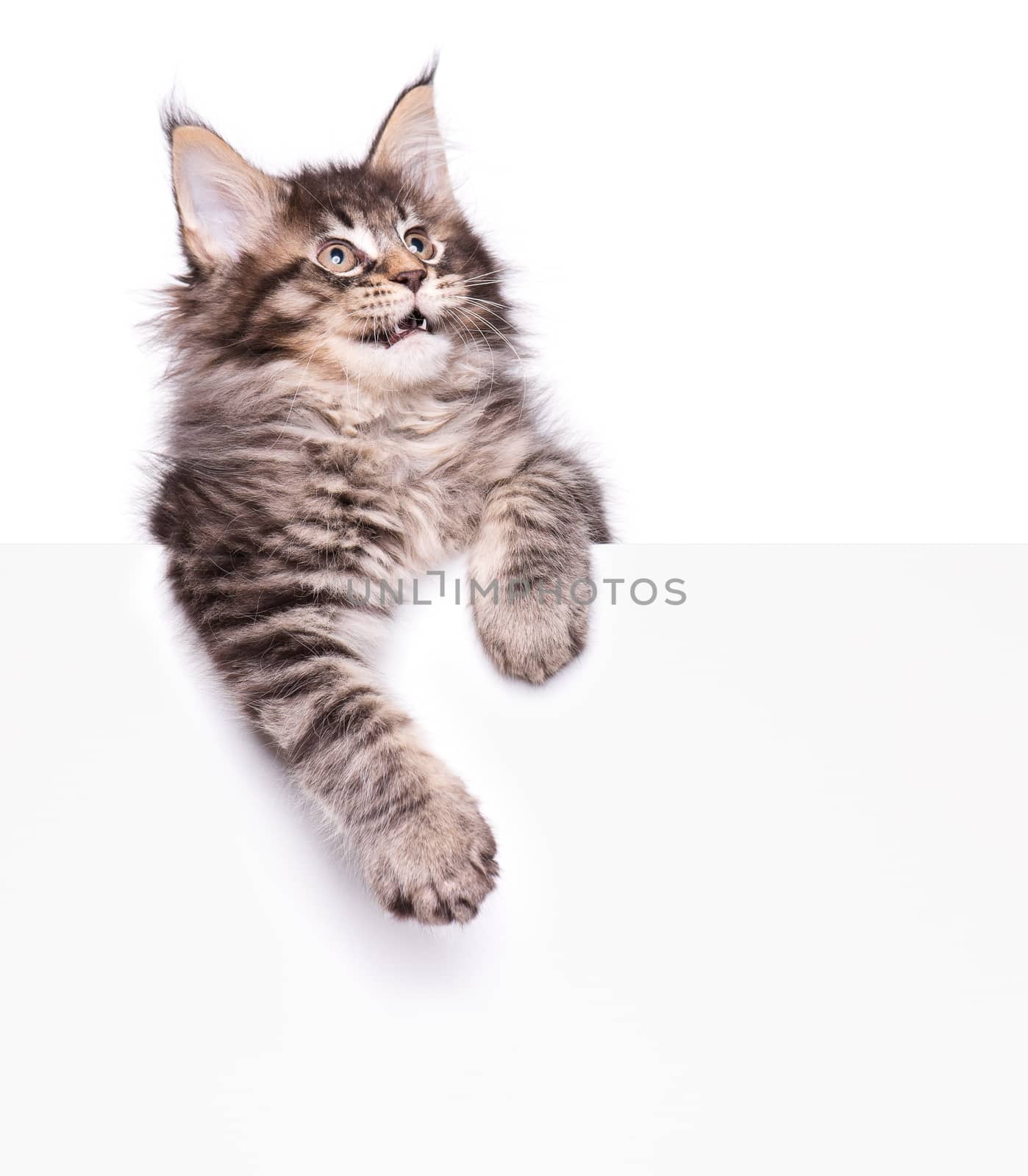 Maine Coon kitten holding sign or banner. Funny pet cat showing placard with space for text. Beautiful domestic kitty with blank board, isolated on white background.