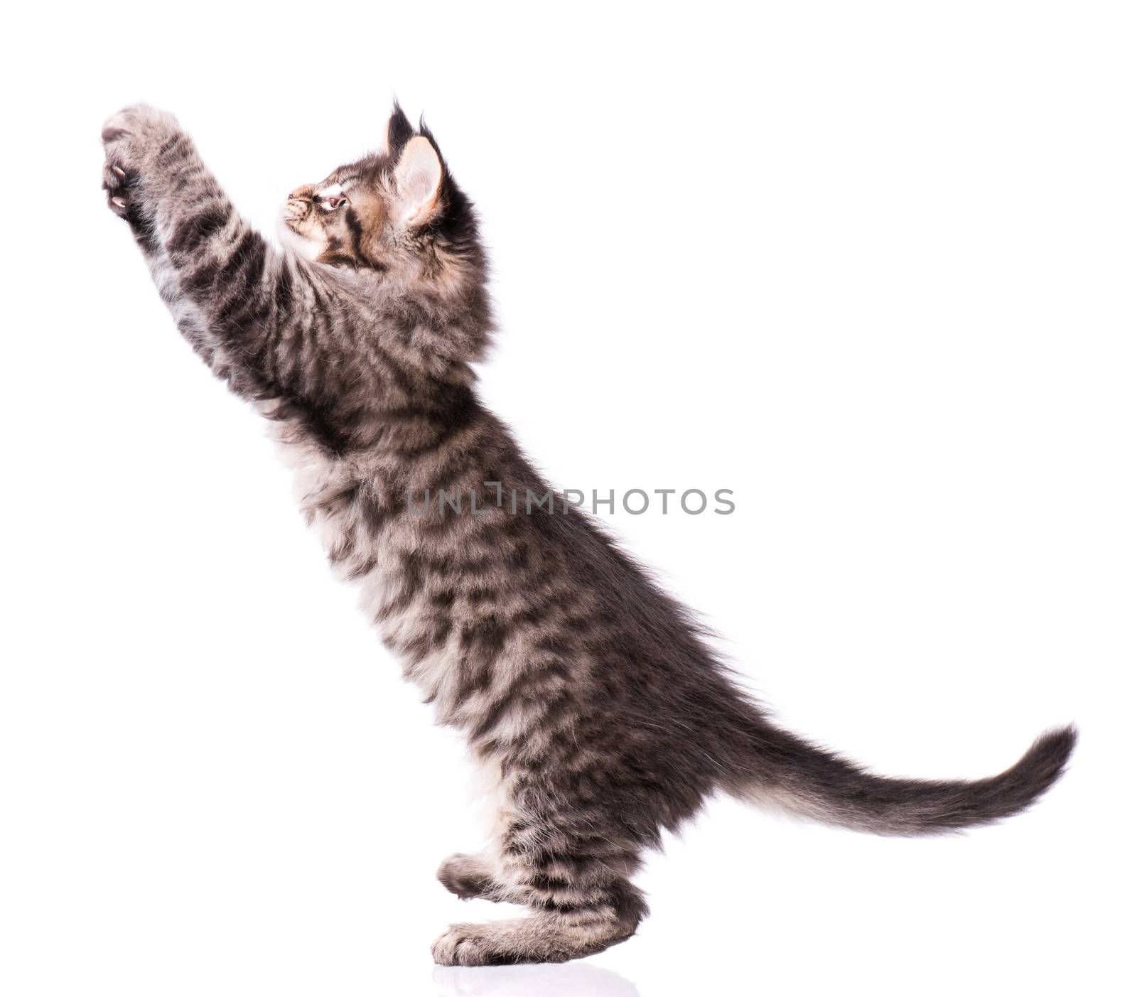 Maine Coon kitten on white by fotostok_pdv