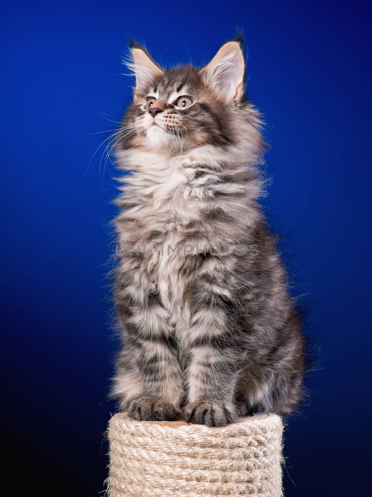 Maine Coon kitten 2 months old sitting on scratching post for cats. Studio photo of beautiful black tabby domestic kitty on blue background.
