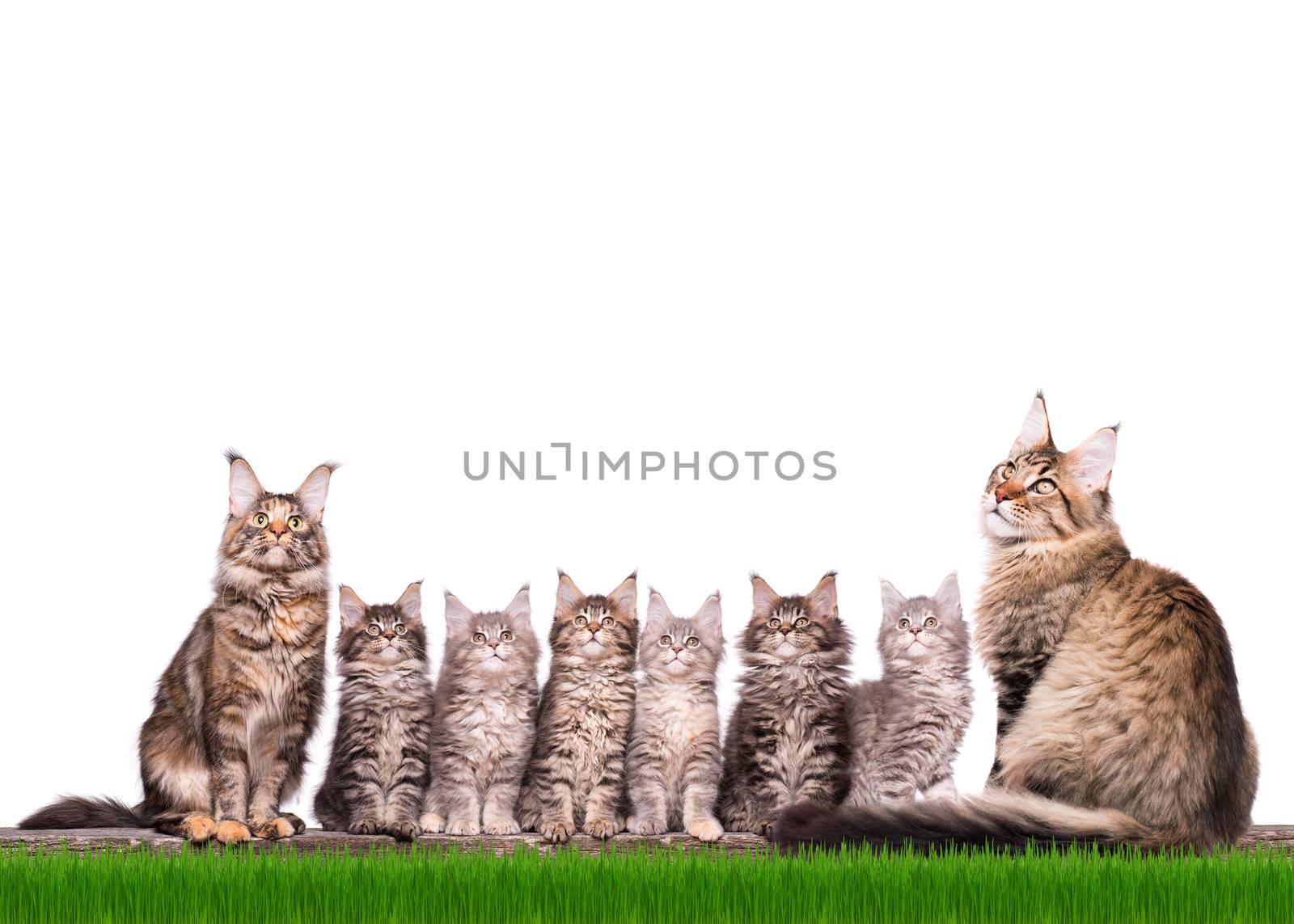 Family group of six fluffy beautiful Maine Coon kittens with mother and father in green grass. Cats isolated on white background. Portrait of beautiful domestic kitty and adult tortoiseshell cat.