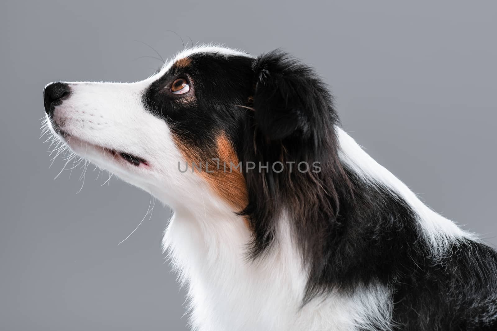 Close up portrait of cute young Australian Shepherd dog on gray background. Beautiful adult Aussie, looking away.