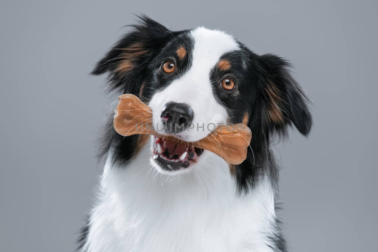 Australian Shepherd dog on gray by fotostok_pdv