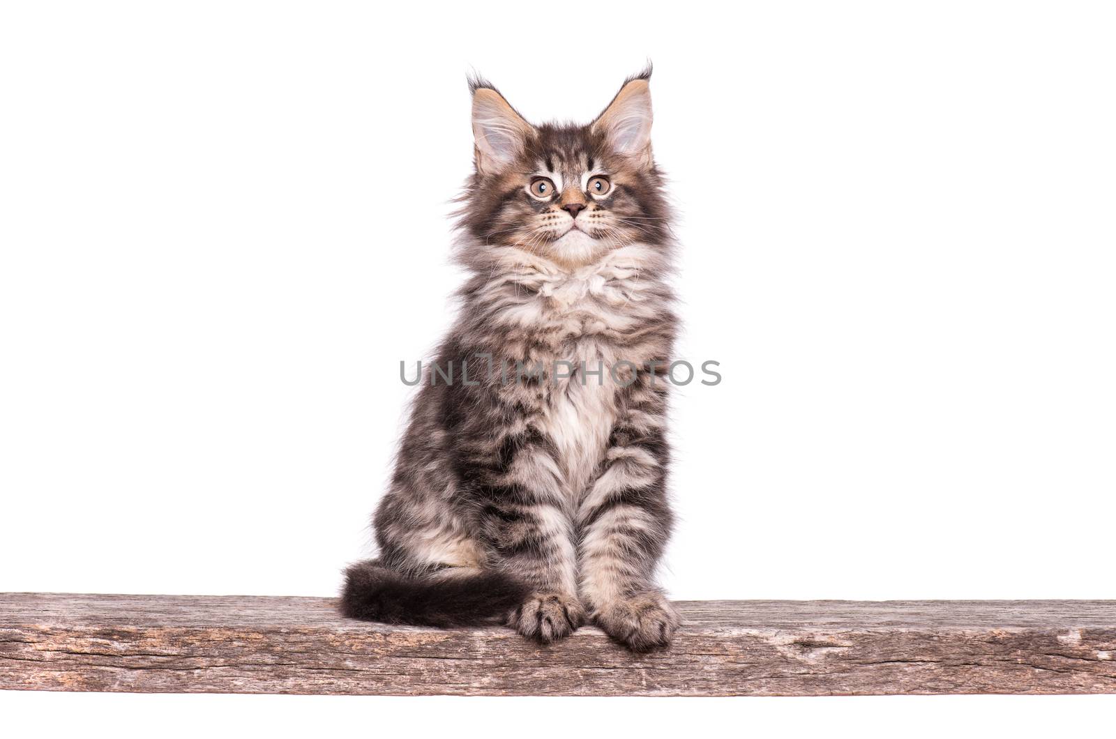 Maine Coon kitten 2 months old. Cat isolated on white background. Portrait of beautiful domestic kitty.