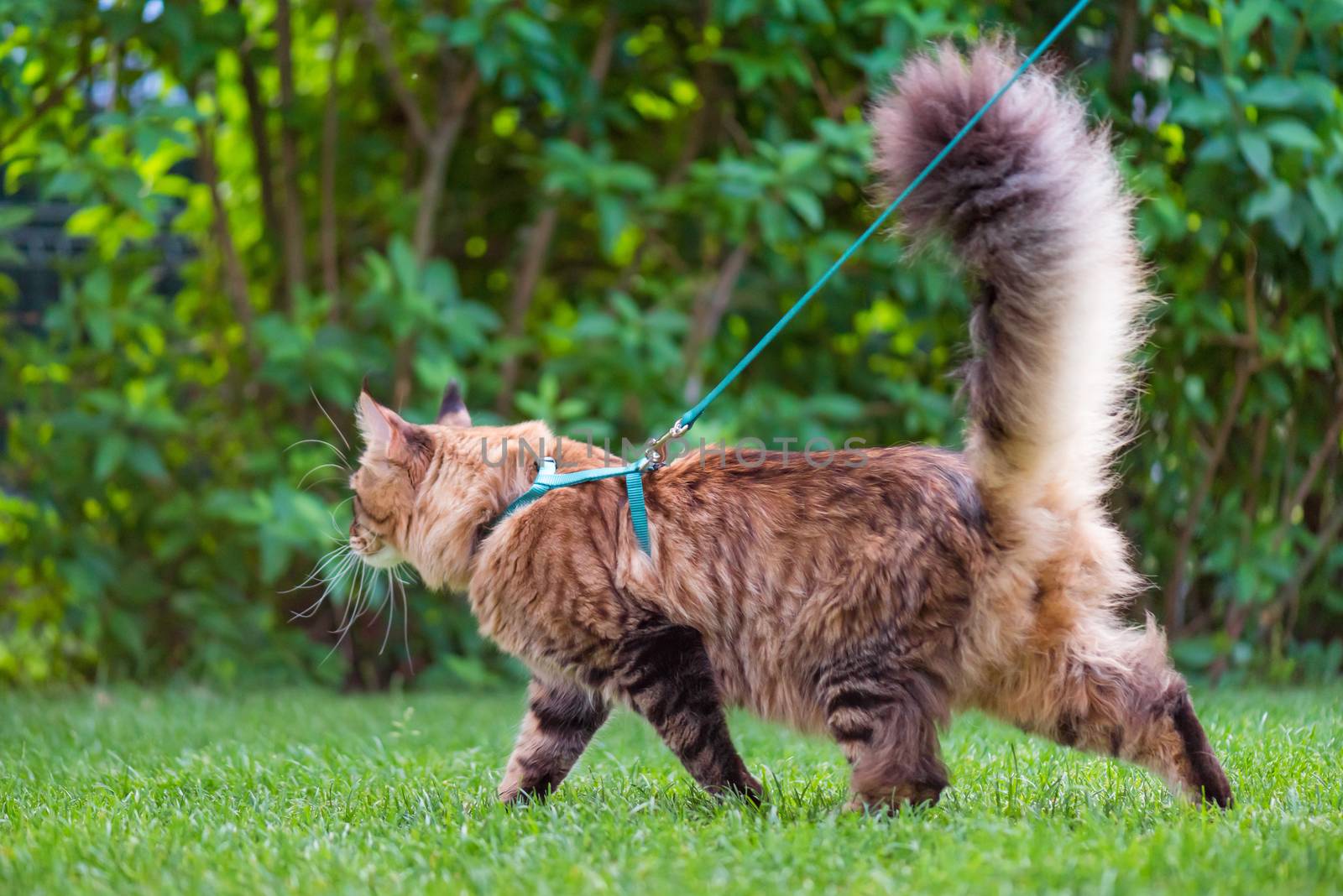 Portrait of Maine Coon Cat at park. Young cute Cat with leash. Pets walking outdoor adventure on green grass.