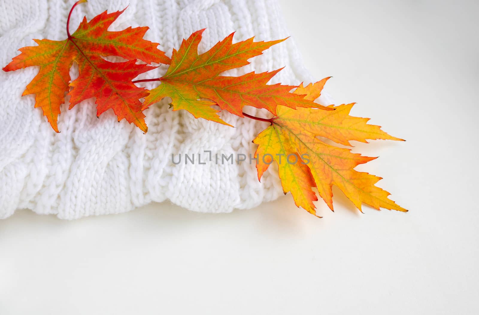 Autumn composition. colorful leaves on a white knitted scarf. Autumn concept. Flat layout, top view, copy space.