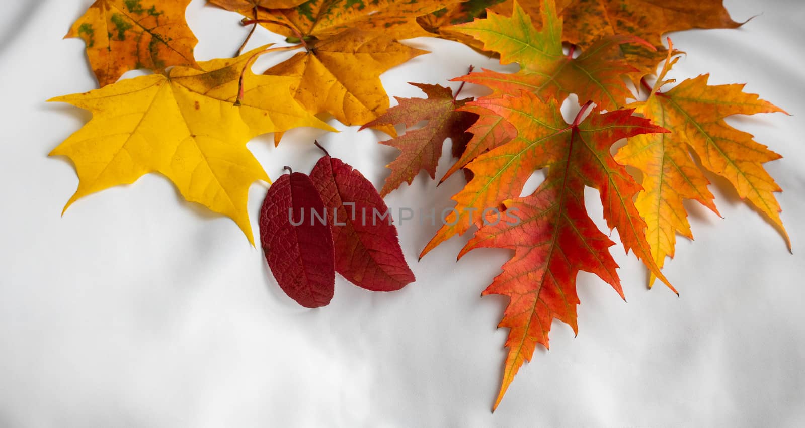 Autumn maple leaves hover on a white background.