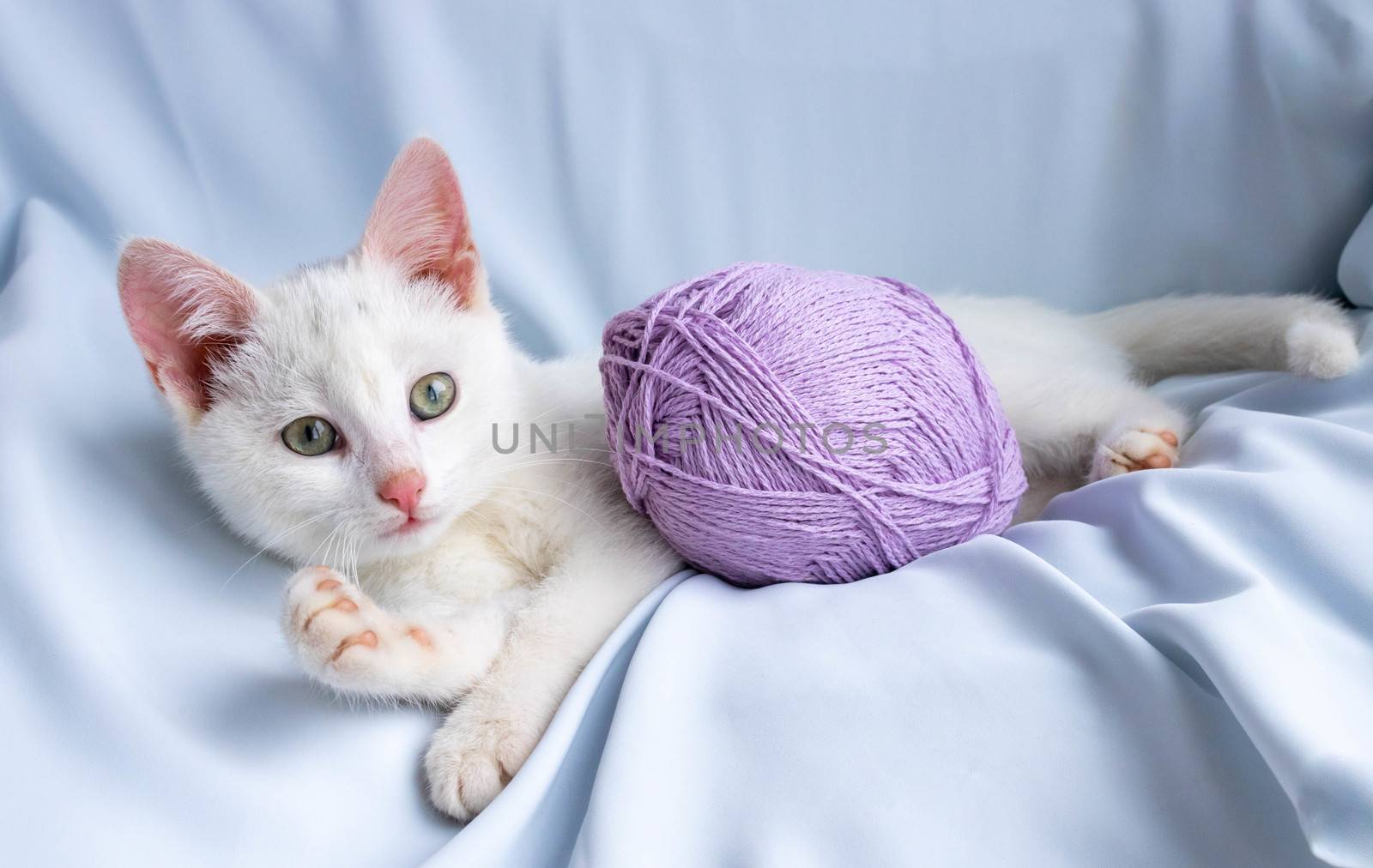 Kitten playing lying down, biting a ball of thread.
