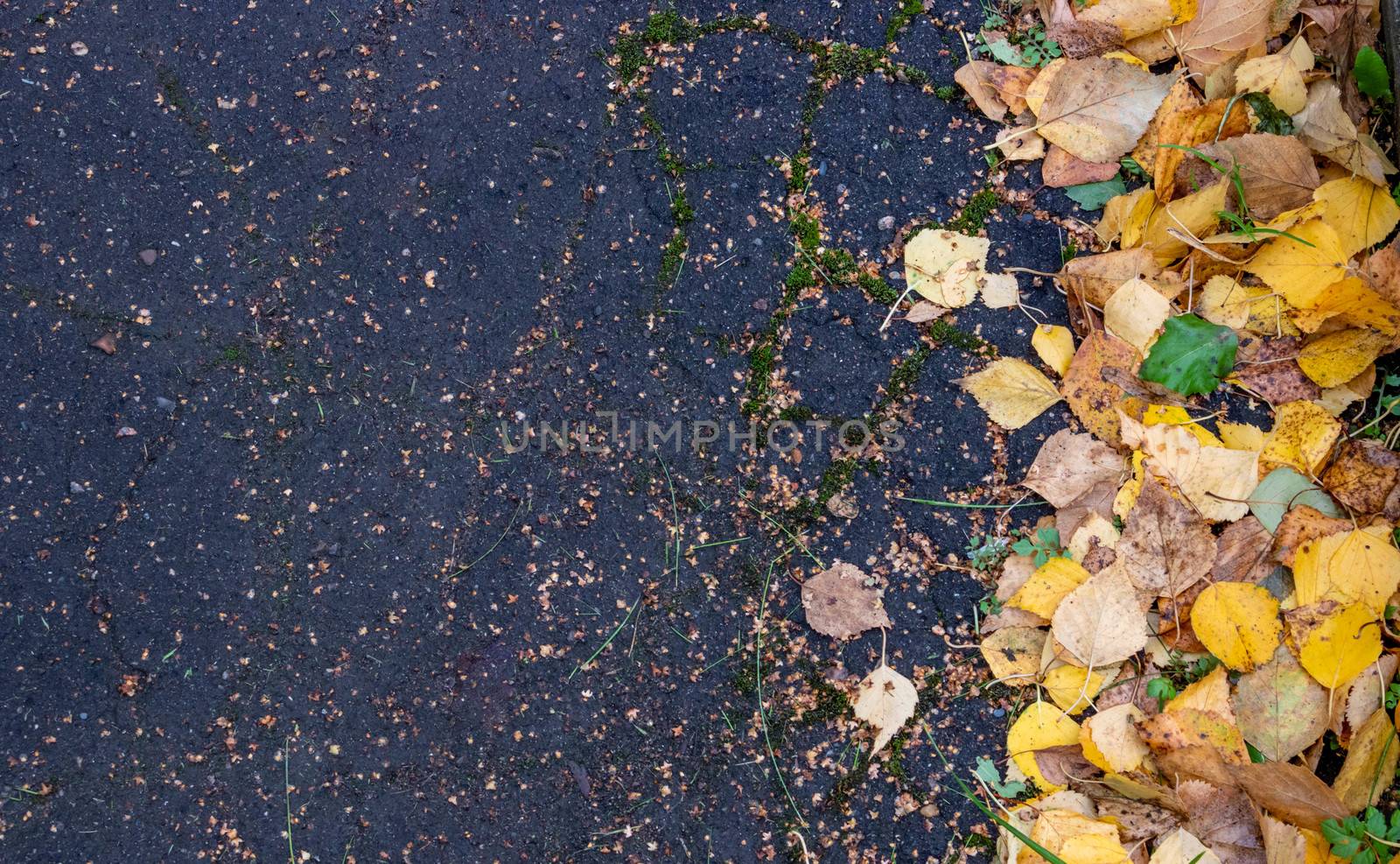 Yellow autumn leaves on the asphalt close-up top view. Copy space. Autumn background. Fall concept.