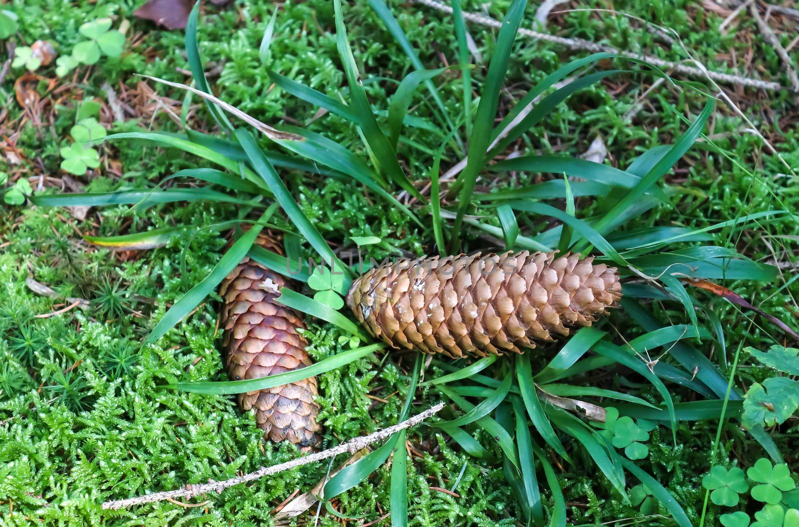 The ground in a forest with pine cones, moss, grass, pine needles, autumn leaves. Forest soil texture background.