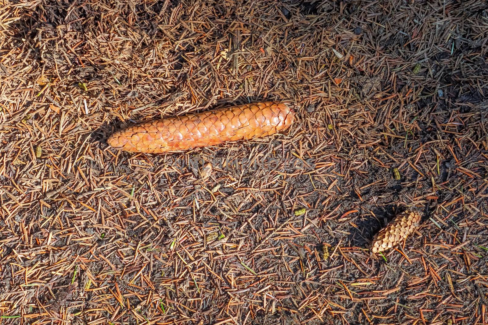 The ground in a forest with pine cones, moss, grass, pine needles, autumn leaves. Forest soil texture background.