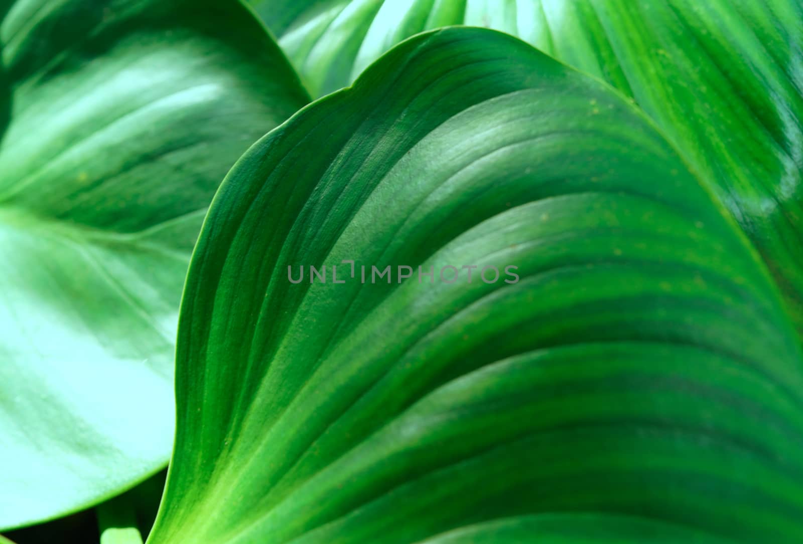 A close-up of the verdant foliage in the botanical garden, selective focus.