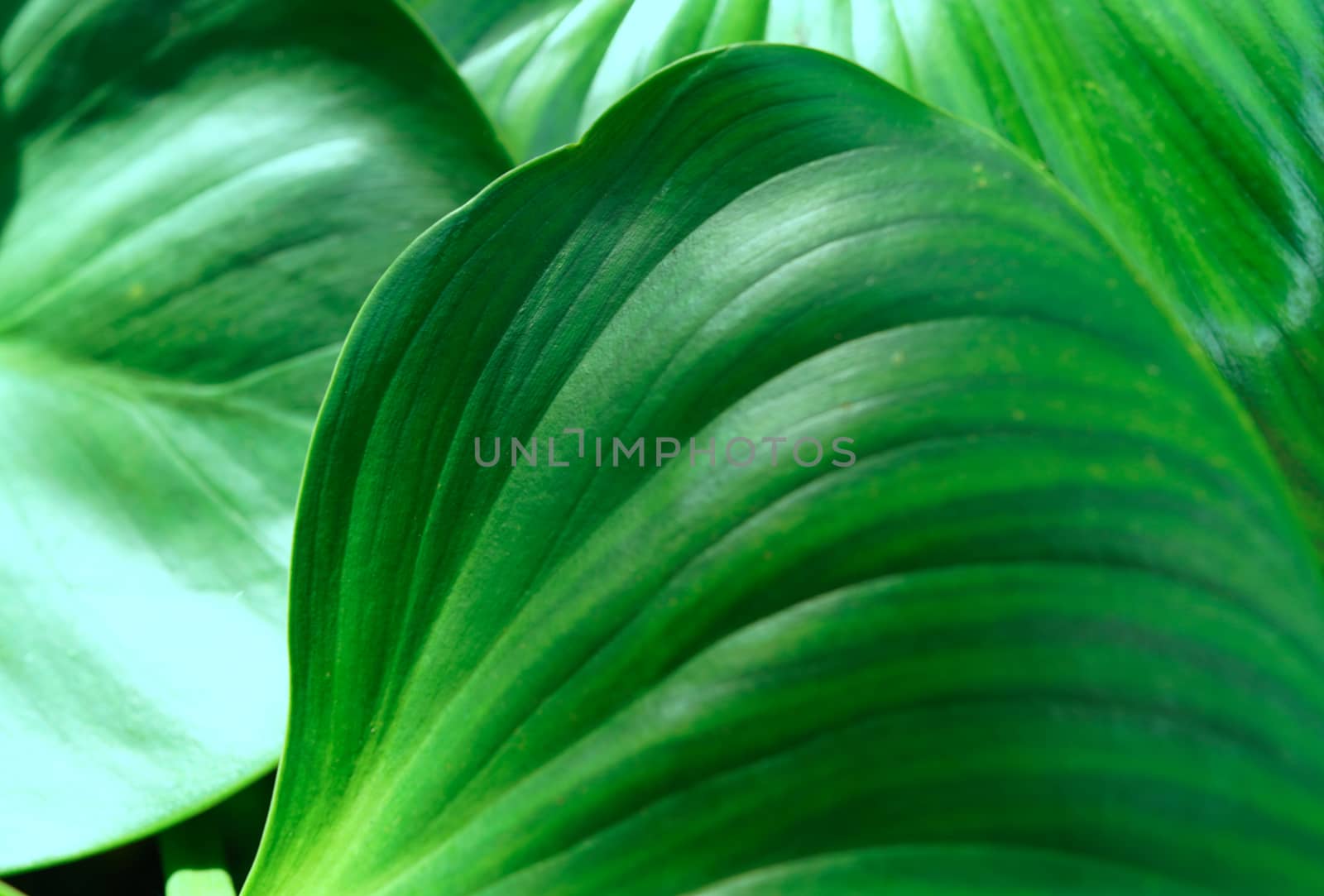 A close-up of the verdant foliage in the botanical garden, selec by noppha80