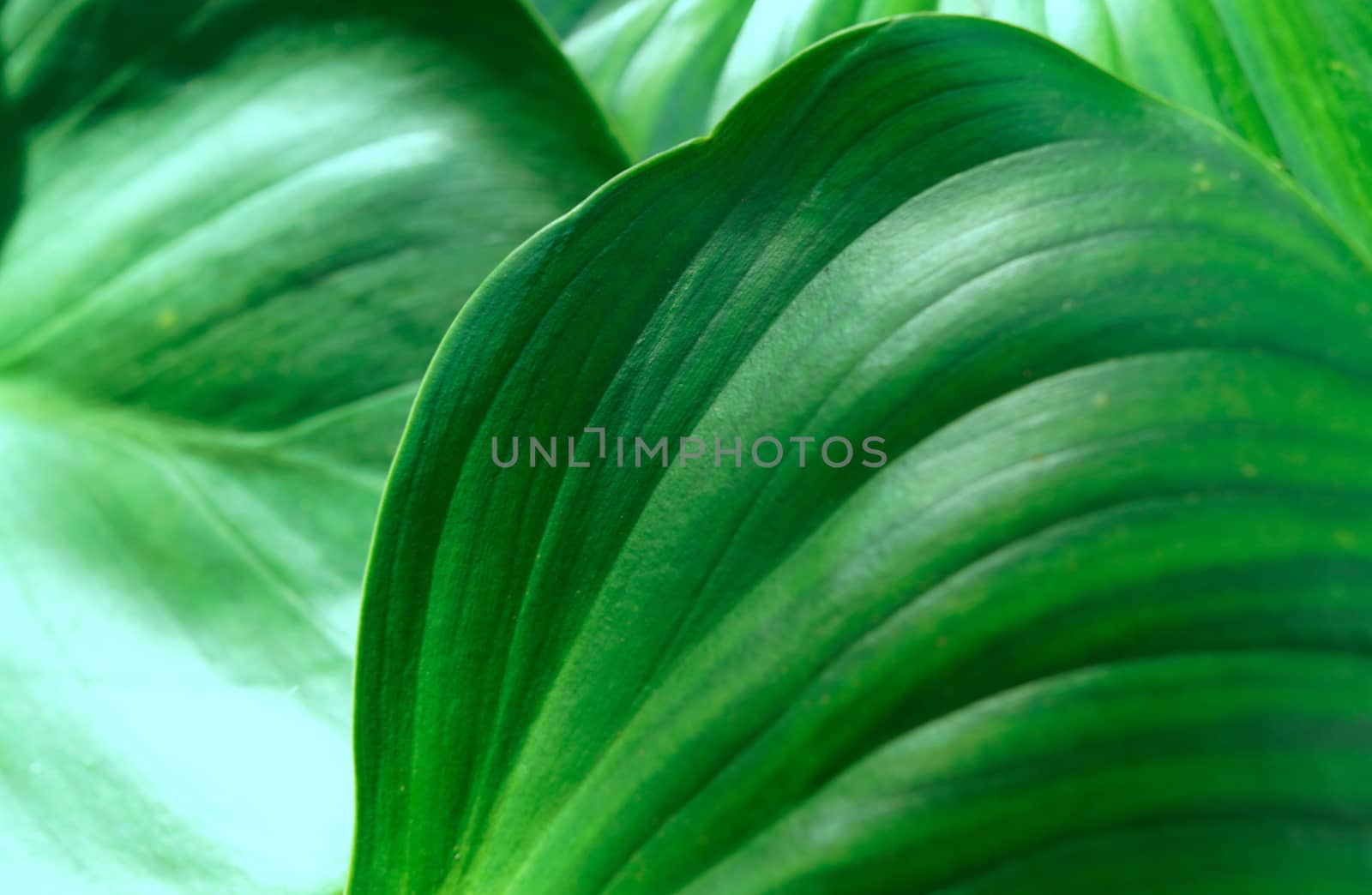 A close-up of the verdant foliage in the botanical garden, selective focus.