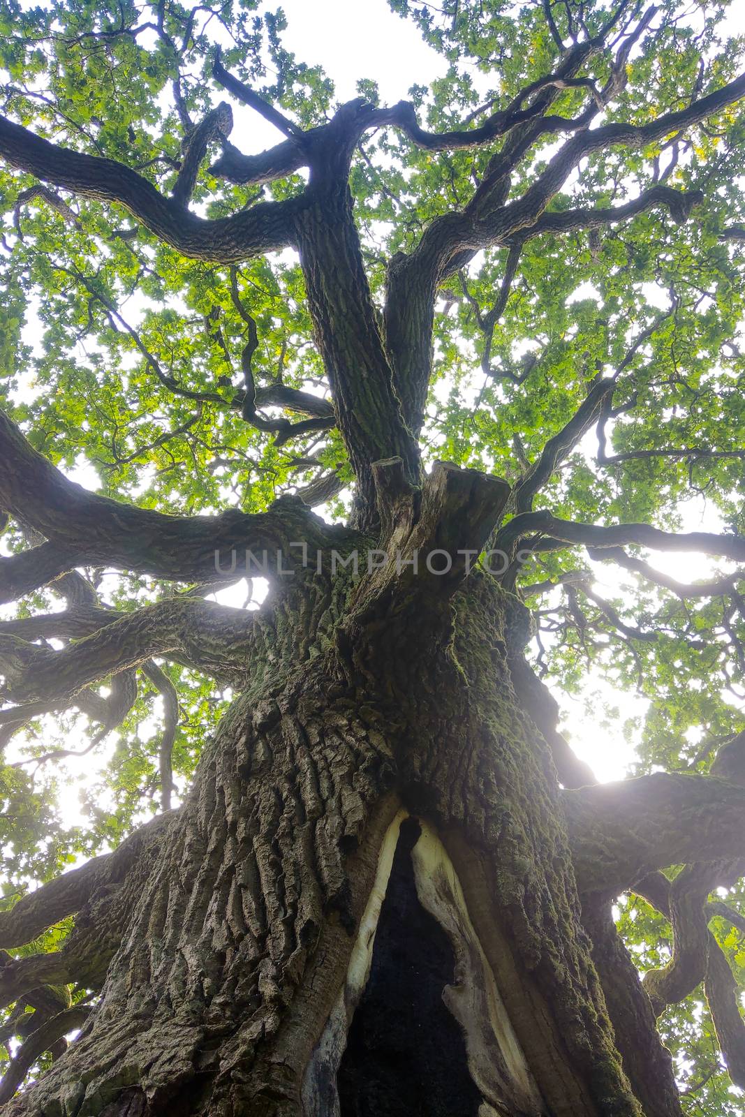 Bottom view of a large old green oak tree. by kip02kas