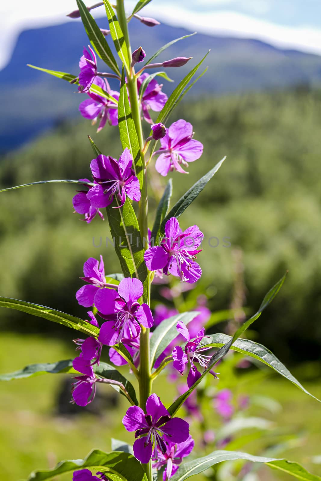 Beautiful pink flowers on summer meadow in Hemsedal, Norway. by Arkadij