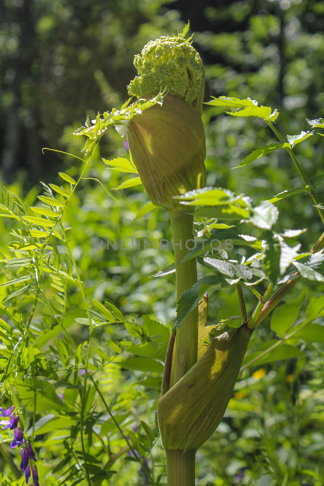 Growing green plant flower tree in the forest in Norway. by Arkadij