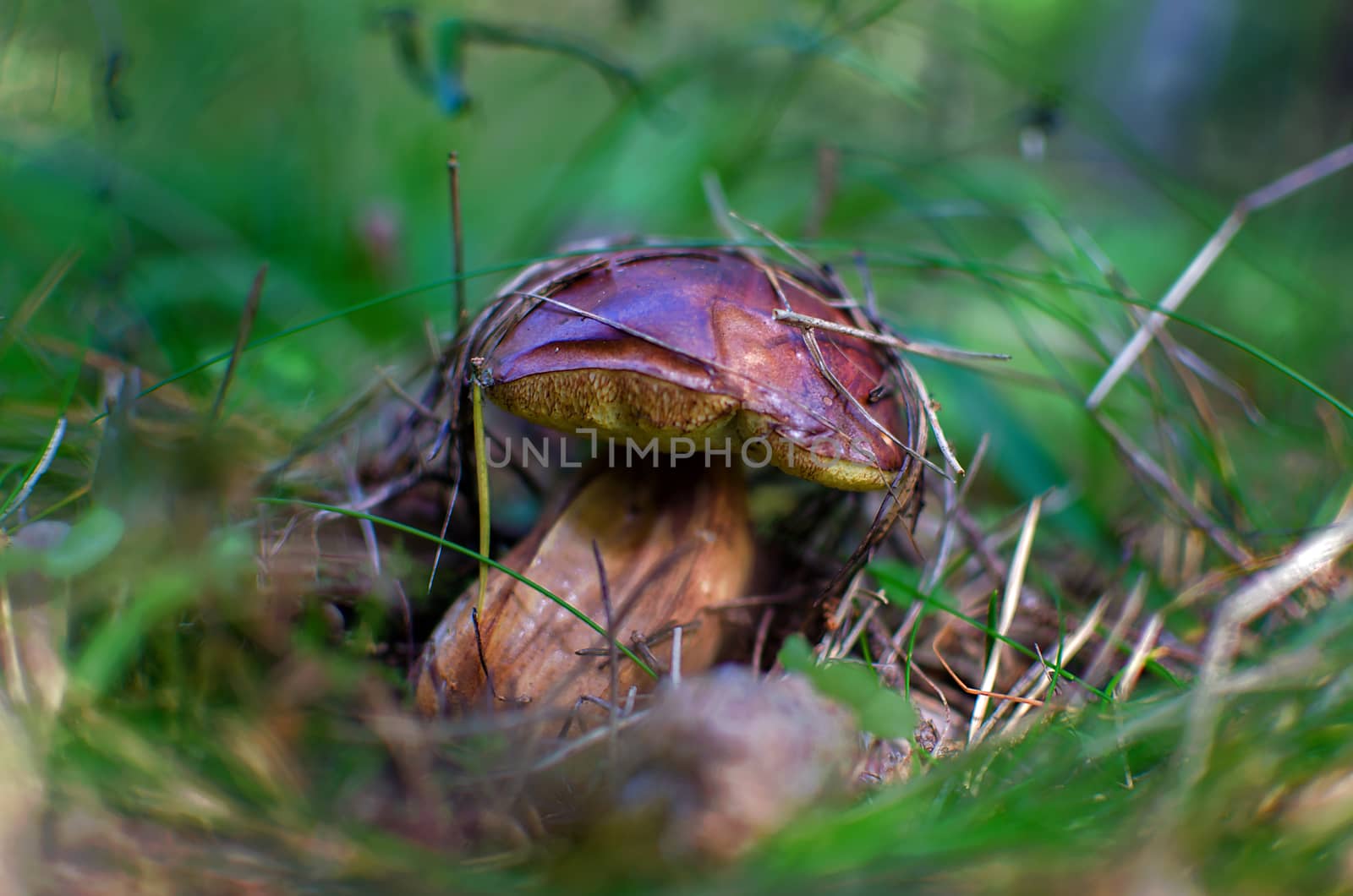 Mushroom boletus edulis. Edible orange cap mushroom growing in green moss. by KajaNi