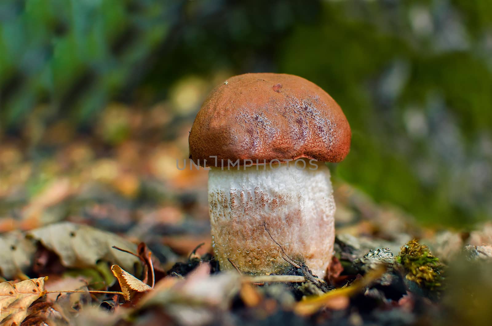 Mushroom boletus edulis. Edible orange cap mushroom growing in green moss. by KajaNi