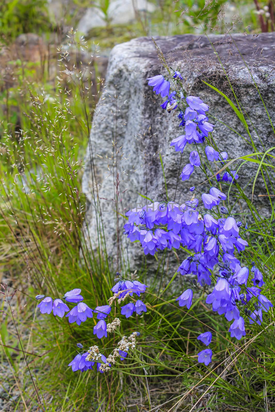 Lawn Bellflower Campanula cespitosa Summer meadow in Norway. by Arkadij