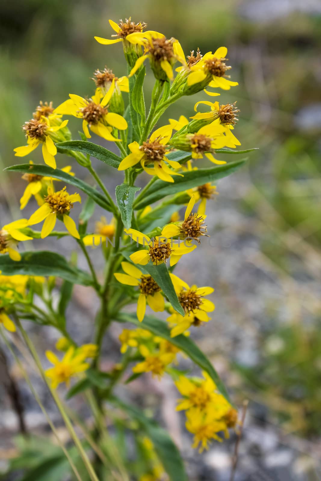 Beautiful yellow flowers on summer meadow in Norway. by Arkadij