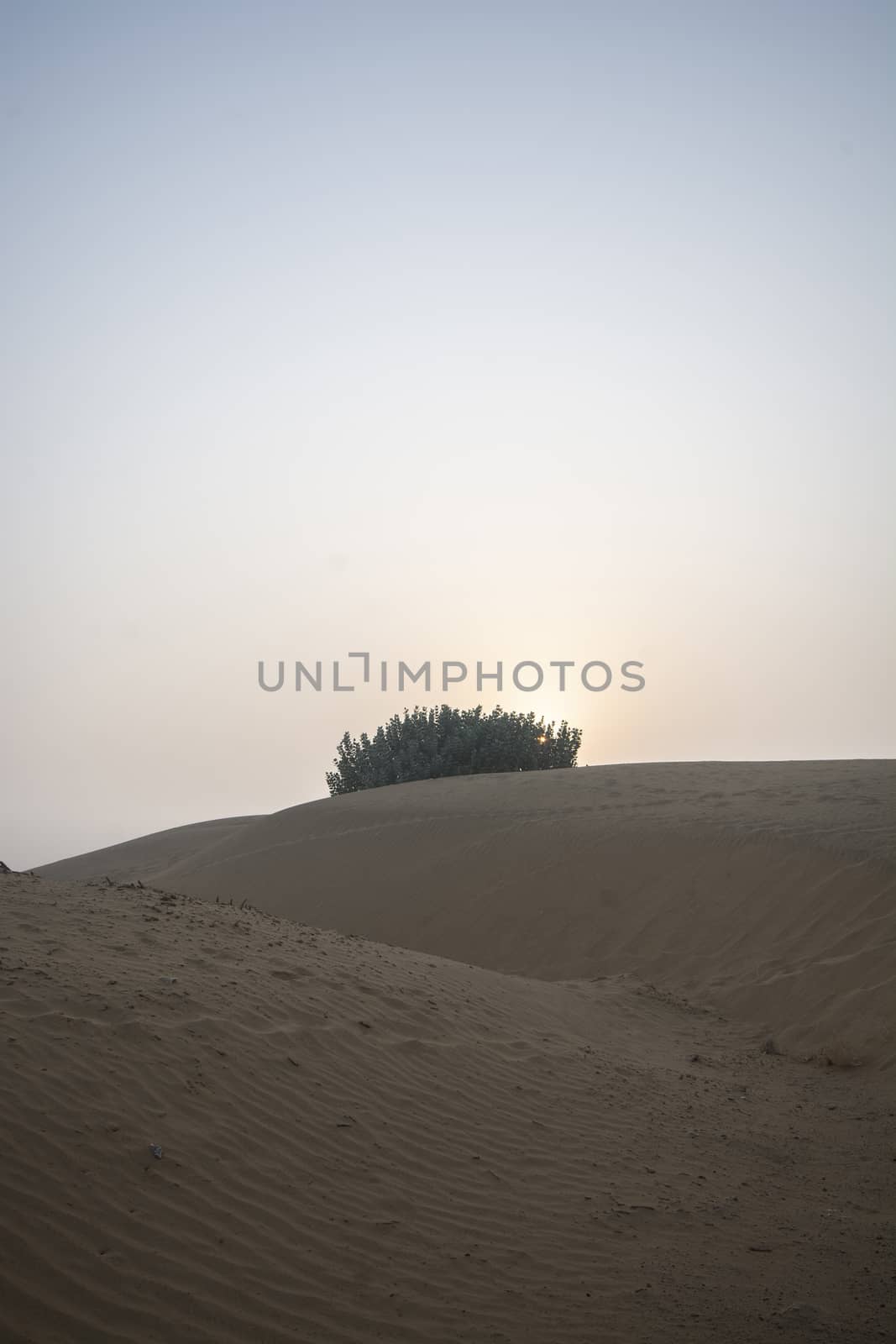 Sand dune at sunset time with desert plant by cuckoo_111