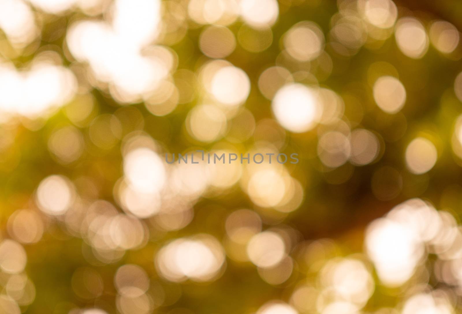 Abstract nature background of glowing leaves creates beautiful b by Unimages2527