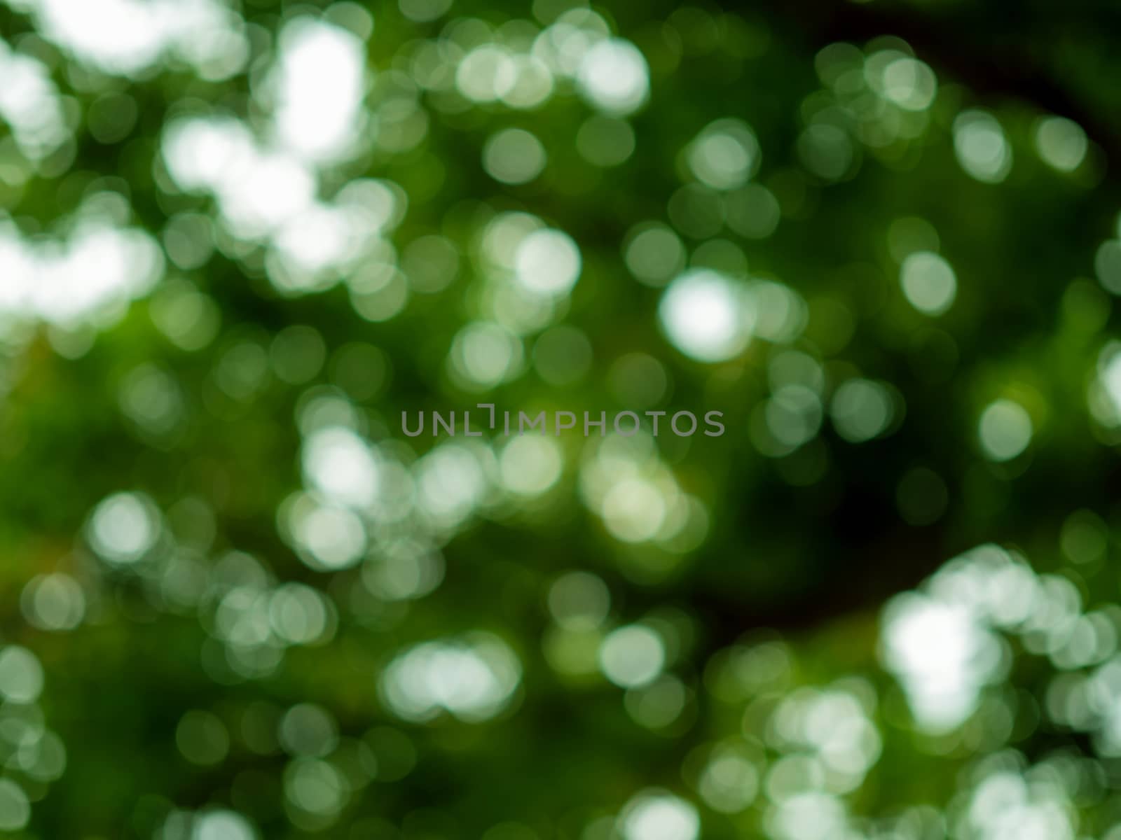Abstract nature background of glowing leaves creates beautiful bokeh.