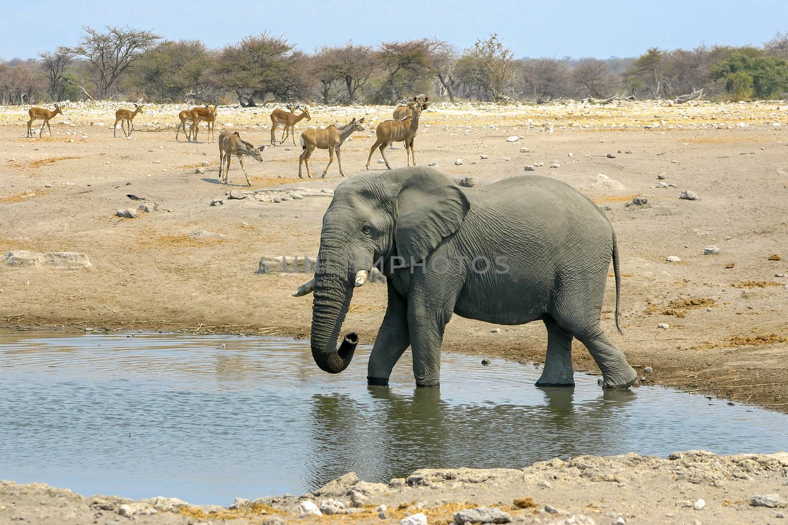 African Elephant in a water hole, in Etosha National Park, Namibia by magicbones