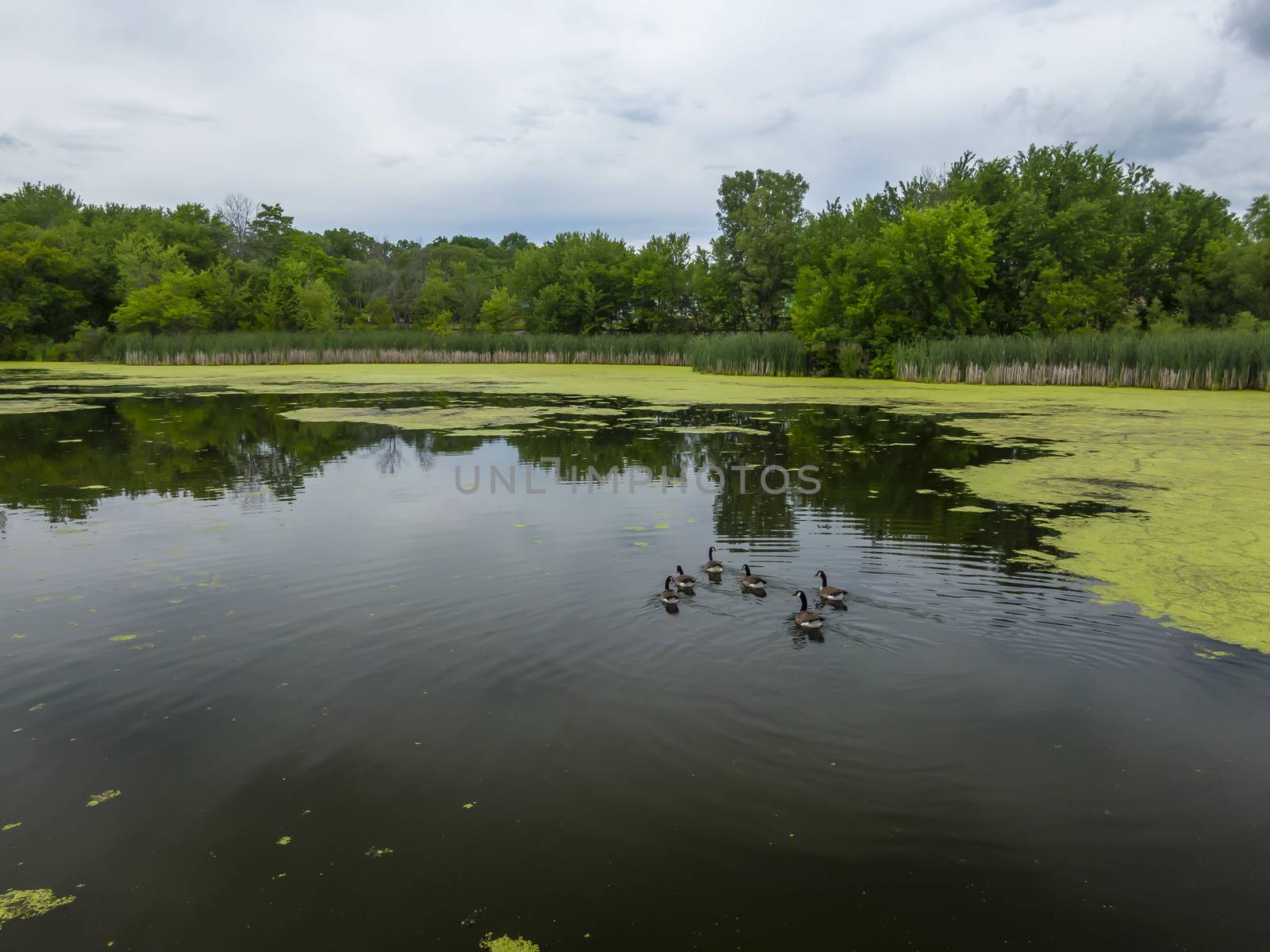 Many geese swim in summer pond. Canadian Geese swim in a quiet pond with green duckweed. default