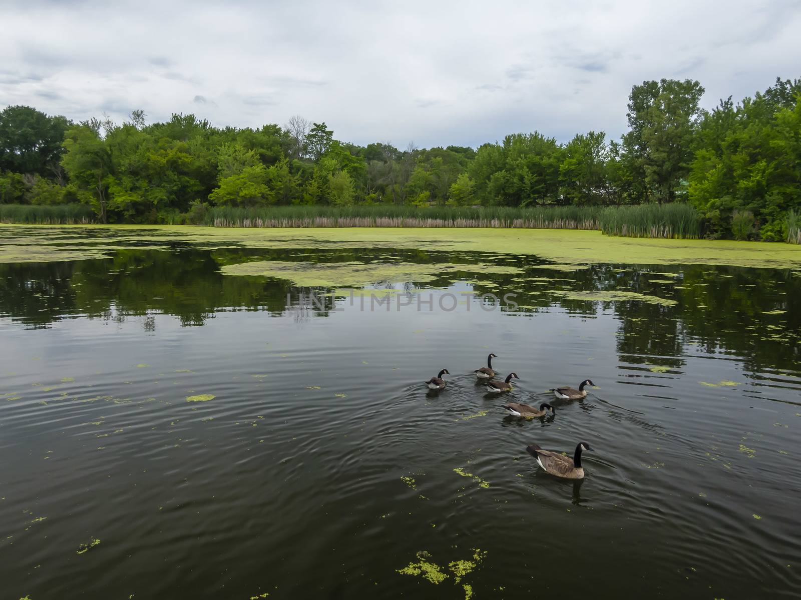 Many geese swim in summer pond. Canadian Geese swim in a quiet pond with green duckweed. default