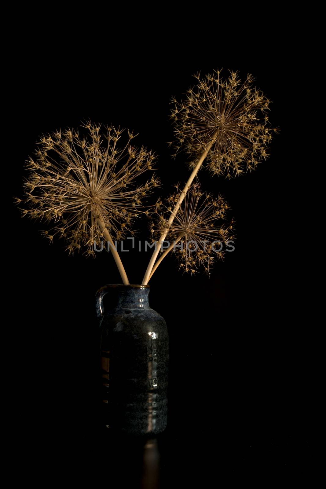 vertical still life of blue vase with dried onion bulb flowers with the seeds in them