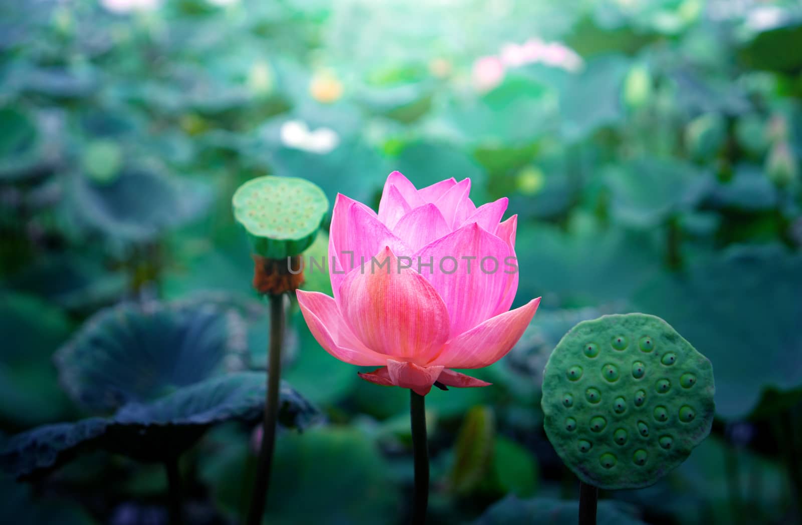 Pink lotus flowers in the lotus pond for agriculture